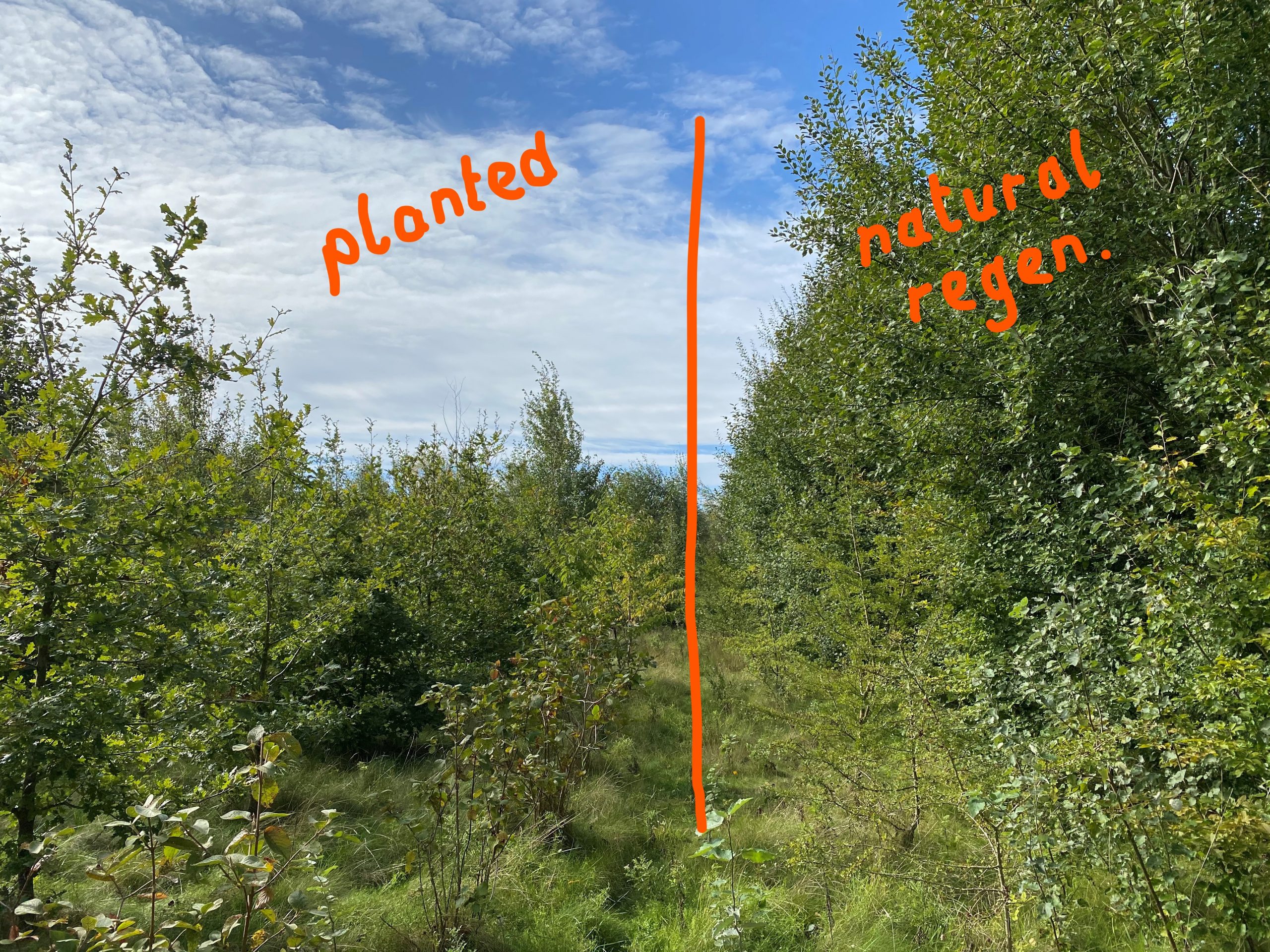 planted v natural woodland regeneration